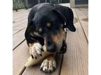 Adopt Anjea Mama a Black and Tan Coonhound, Mixed Breed