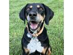 Adopt Anjea Mama a Black and Tan Coonhound, Mixed Breed