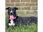 Adopt Ivy a Shepherd, Black Labrador Retriever