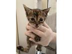 Adopt Aster a Domestic Short Hair