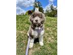 Adopt Summer a Newfoundland Dog