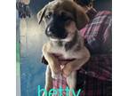 Adopt Betty a Husky, German Shepherd Dog