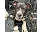 Adopt Molly Grace a Mixed Breed