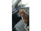 Adopt Bailey a Beagle