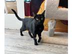 Adopt Sumatra a Domestic Short Hair