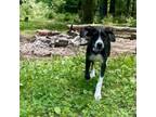 Adopt Poppy a Bluetick Coonhound