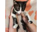 Adopt Cashel a American Bobtail