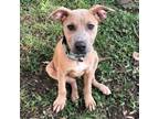 Adopt Kinzy a American Staffordshire Terrier, Mixed Breed