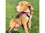 Adopt Daisy a American Staffordshire Terrier