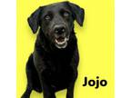 Adopt Joplin a Black Labrador Retriever