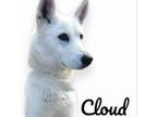 Adopt Cloud - On Hold a White German Shepherd
