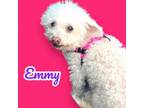 Adopt Emmy - On Hold a Poodle