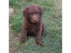 Chesapeake Bay Retriever Puppy for sale in Scottsville, KY, USA