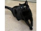 Adopt Glide a Domestic Short Hair