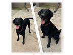 Adopt 18789 a Labrador Retriever