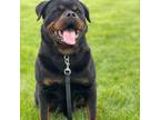Rottweiler Puppy for sale in Norton, OH, USA