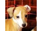Italian Greyhound Puppy for sale in Clinton, SC, USA