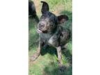 Adopt Cole a Catahoula Leopard Dog, Mixed Breed