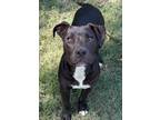 Adopt Duke a Pit Bull Terrier