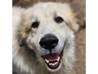 Adopt Charger a Great Pyrenees