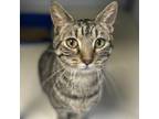 Adopt Milo a Domestic Short Hair