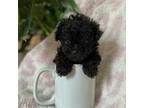 Poodle (Toy) Puppy for sale in Charleston, WV, USA