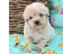 Maltipoo Puppy for sale in Charleston, WV, USA