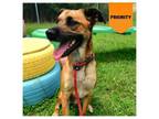 Adopt Teddy a Mixed Breed