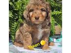 Aussiedoodle Puppy for sale in Minerva, OH, USA