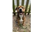 Adopt Barney D (Brogdon) a Pit Bull Terrier, American Staffordshire Terrier