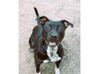 Adopt Marcus a American Staffordshire Terrier, Labrador Retriever