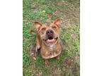 Adopt Bartholomew a American Staffordshire Terrier