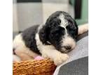 Mutt Puppy for sale in Carbondale, IL, USA
