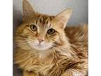 Adopt Dewey a Domestic Long Hair