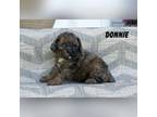 Mutt Puppy for sale in Clare, MI, USA