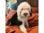 Old English Sheepdog Puppy for sale in Asheboro, NC, USA