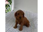 Goldendoodle Puppy for sale in Orrville, OH, USA