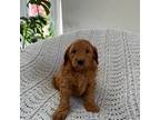 Goldendoodle Puppy for sale in Orrville, OH, USA