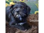 Adopt Smoke a Terrier