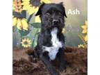 Adopt Ash a Terrier