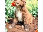 Aussiedoodle Puppy for sale in Olympia, WA, USA
