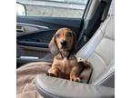 Dachshund Puppy for sale in Fall River, MA, USA