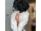 Maltipoo Puppy for sale in Brockton, MA, USA