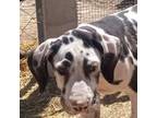 Great Dane Puppy for sale in Blanca, CO, USA