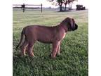 Great Dane Puppy for sale in Sarahsville, OH, USA