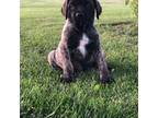 Great Dane Puppy for sale in Sarahsville, OH, USA