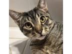 Adopt Brush a Domestic Short Hair