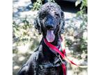 Adopt Shadow a Standard Poodle