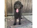 Adopt Shadow a Standard Poodle