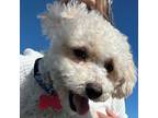Adopt Chiquitin a Poodle